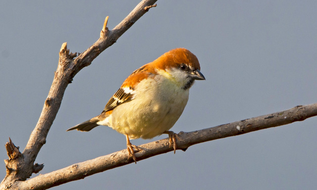 日本のスズメの種類 主な2種の特徴をご紹介 ニュウナイスズメ 益鳥 減少 猛禽類 個体数 種子 昆虫 鳥害タイムズ エドバンコーポレーション