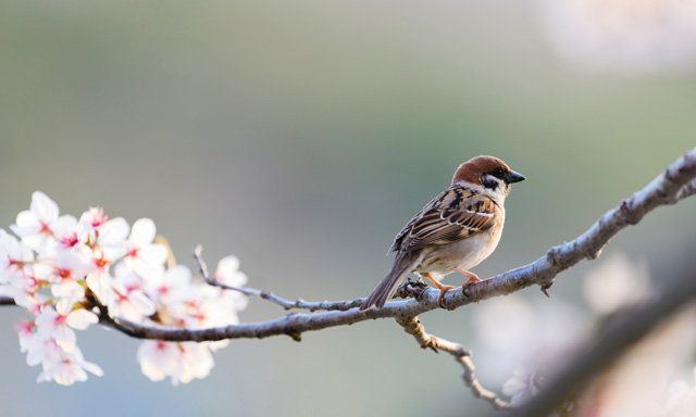 日本のスズメの種類 主な2種の特徴をご紹介 ニュウナイスズメ 益鳥 減少 猛禽類 個体数 種子 昆虫 鳥害タイムズ エドバンコーポレーション