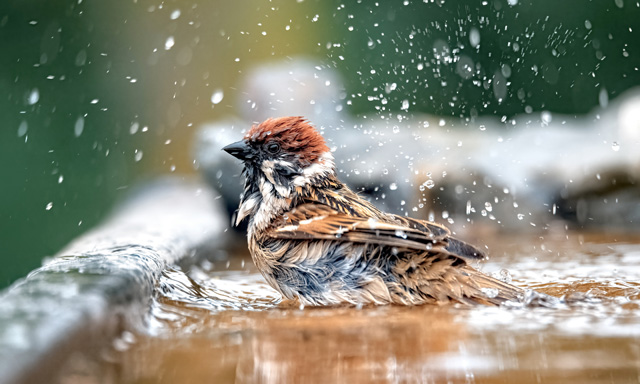 日本のスズメの種類 主な2種の特徴をご紹介 ニュウナイスズメ 益鳥 減少 猛禽類 個体数 種子 昆虫 鳥害タイムズ エドバンコーポレーション